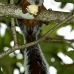 squirrel_variegated_tar_v_0231_cos0536_rv.jpg